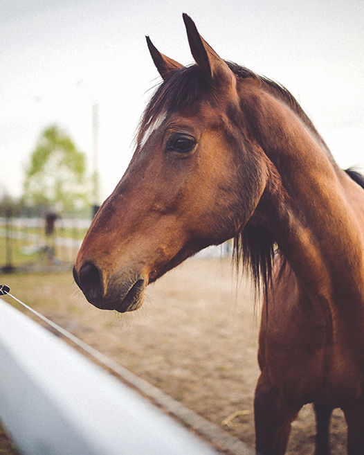 A chestnut horse standing at the fence line of a Northern Colorado paddock at dusk